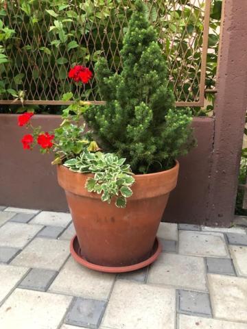 Myhome2 Суботиця Екстер'єр фото